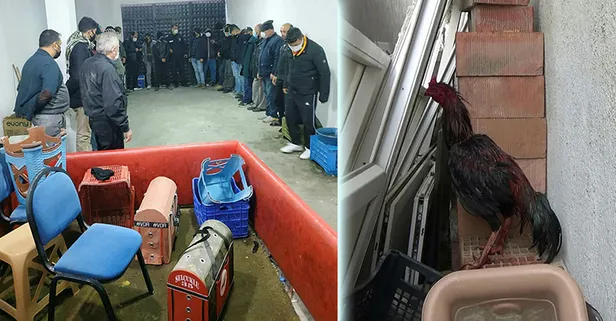 Horoz dövüştüren 27 kişiye 121 bin lira para cezası uygulandı! Yaralı horozlar koruma altına alındı