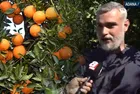 Mandalina tarlada 2 lira zincir markette 50 lira! Üretici fiyat politikasına tepkili
