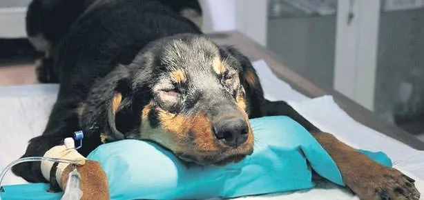 Köpeğe estetik ameliyat