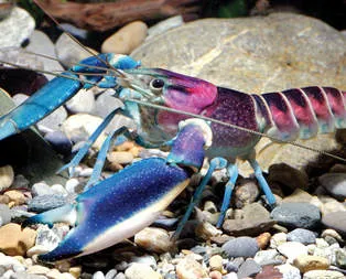 Su altında yeni bir ’evren’ keşfedildi