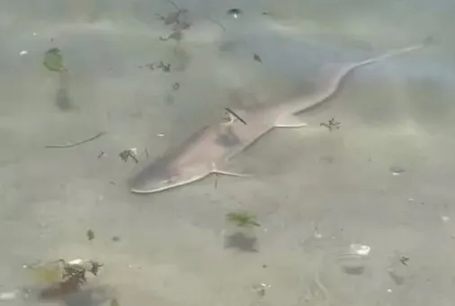 Jaws Caddebostan’da