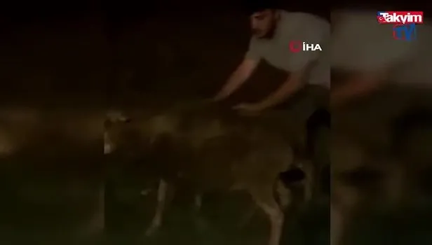 Arnavutköy'de kurbanlık taşıyan kamyonet devrildi