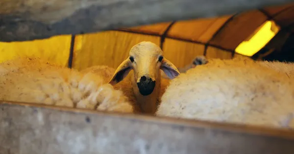 kurban bayrami hangi tarihte 2019