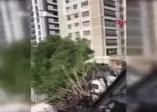 SON DAKİKA: Kadıköy'de 100 yıllık fıstık çamını kesip kaçtılar! Mahalleli tepki gösterdi: Bir katilden farkı yok