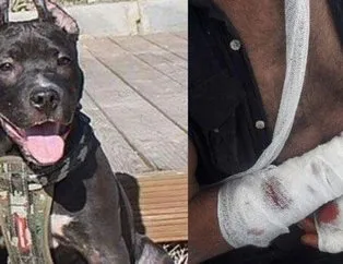 Pitbull dehşeti! Sahibine saldırdı
