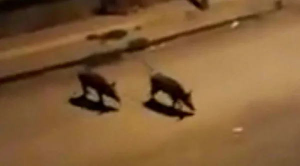 tuncelide-yaban-domuzunun-saldirdigi-coban-askeri-helikopterle-hastaneye-goturuldu-1632224318234.jpg Tunceli'de yaban domuzunun saldırısı sonucu ağır yaralanan çoban askeri helikopterle hastaneye götürüldü-4