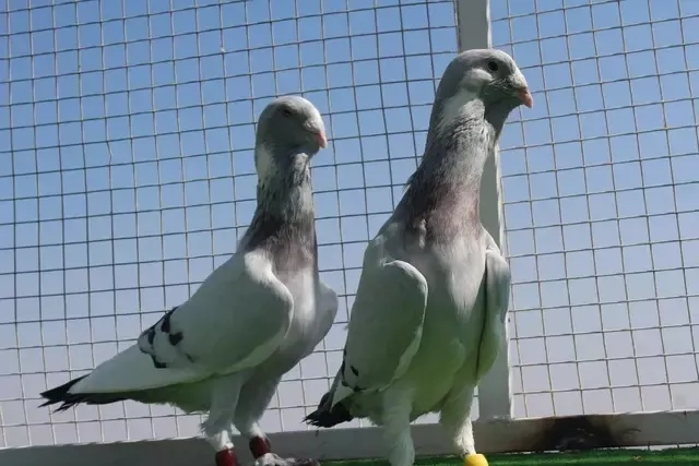 13 senelik memurluğu bıraktı bu işi yapmaya başladı! 5.000 TL'den başlıyor, 750.000 TL'ye kadar satıyor-2