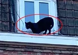 Çatı katında panter şoku! Görenler şaşkına döndü...