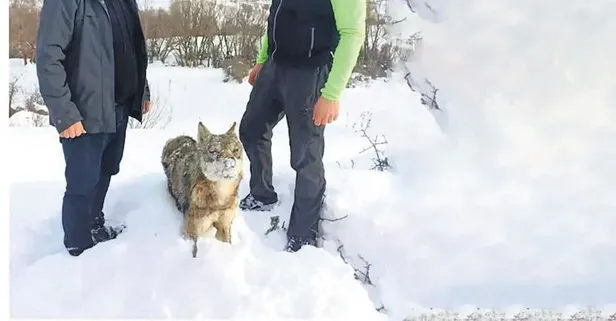 Sivas’ta hava sıcaklıkları -24 dereceye düştü! Ayakta donmuş halde kurt bulundu