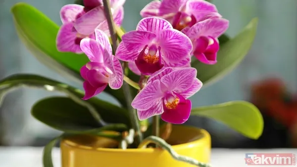 🌺 Bu Yöntem Sadece Orkideler İçin Değil, Evde Yetiştirdiğiniz Diğer Bitkiler İçin De Oldukça Yararlıdır. Menekşe, Gül Ve Sardunya Gibi Çiçekli Bitkiler, Muz...