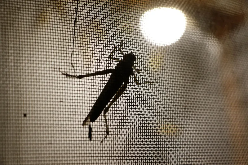 Antalya'da çekirgenin kavurmasını yapıp ailesine yediriyor! - 3