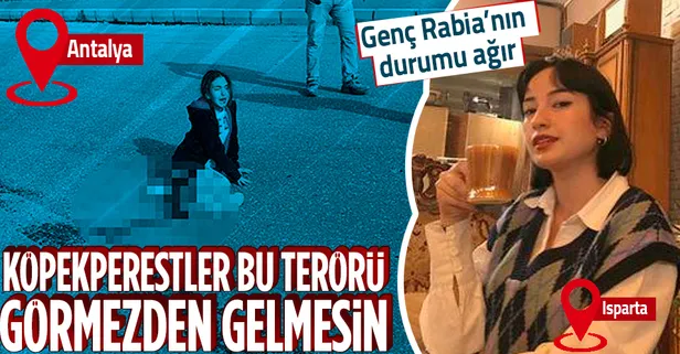 Sokak köpeği terörü! Önce Antalya şimdi de Isparta: Üniversiteli Rabia Kallı kaçarken otomobilin altında kaldı