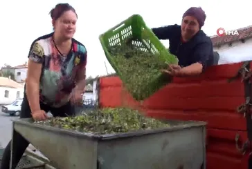 Balıkesir’de yeşil zeytin alımı başladı