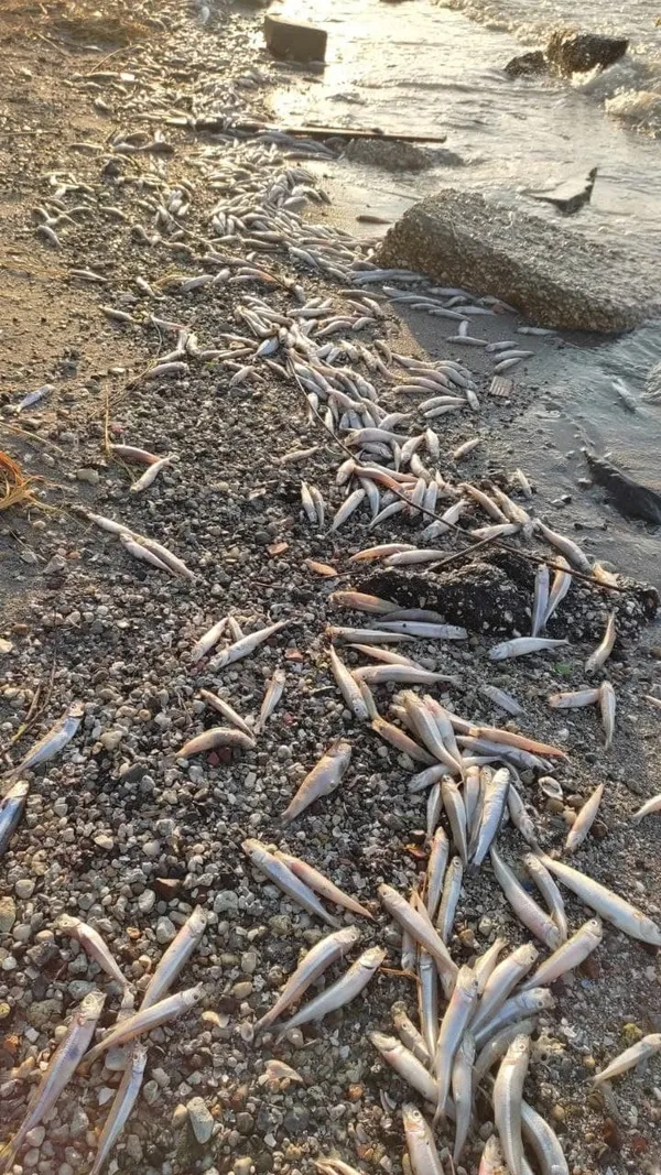 kanal-istanbulu-yaptirmam-diyen-ekrem-imamoglu-kucukcekmece-golune-bakmiyor-binlerce-olu-balik-sahile-vurdu-1625303656946.jpg Kanal İstanbul'u 'yaptırmam' diyen Ekrem İmamoğlu Küçükçekmece Gölü'ne bakmıyor! Binlerce ölü balık sahile vurdu-13