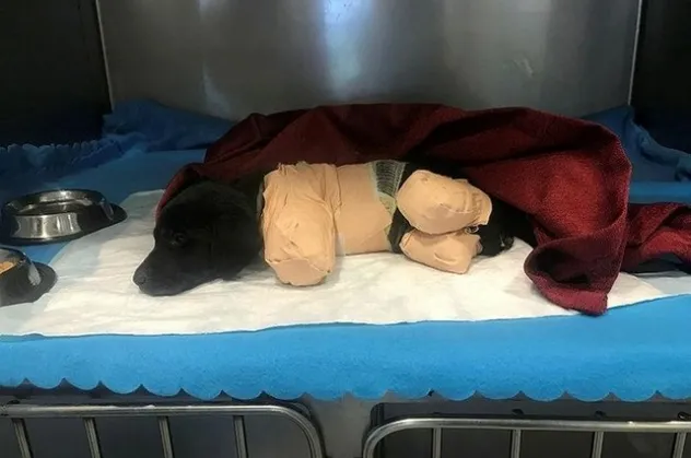 Yavru köpeğin ölümüyle ilgili Cumhurbaşkanlığı harekete geçti