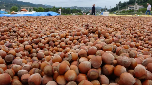 findik-fiyatlari-ne-kadar-kac-tl-oldu-8-eylul-2021-ordu-giresun-sakarya-duzce-guncel-findik-fiyatlari-1631091903402.jpg 9 Eylül 2021 Ordu, Giresun, Sakarya, Düzce güncel fındık fiyatları! Fındık fiyatları ne kadar, kaç TL oldu?-4