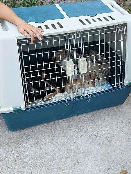 vahset-bahcesinde-10-olu-kopek-bulunan-kadin-gozaltina-alindi-1628273236167.jpeg Vahşet! Bahçesinde 10 ölü köpek bulunan kadın gözaltına alındı!-4