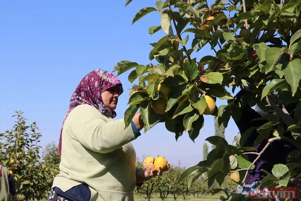 Cennet hurmasında yaş olanın fiyatı 6 kuru olanın fiyatı 50 TL! Almanlar kuru Ruslar yaş tercih ediyor - 5