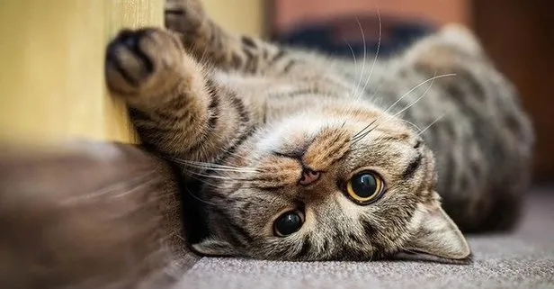 ruyada siyah kedi isirmasi nasil