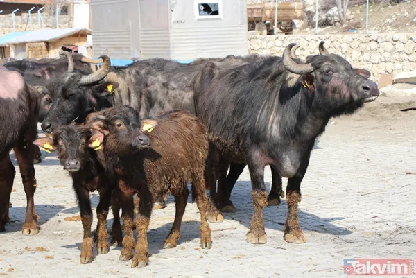 Başkan Erdoğan 'manda yoğurdu yiyorum' dedi! Eskişehir İnönü ilçesinin telefonları kilitlendi - 8