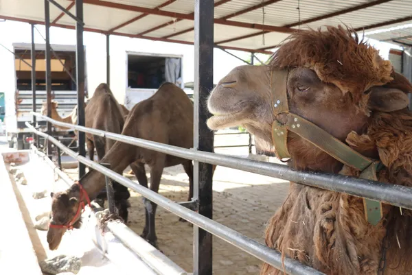 koronavirus-salgininda-patlama-yapti-deve-sutune-talep-yuzde-150-artti-litresi-100-lira-oldu-1620715176008.jpg Koronavirüs salgınında patlama yaptı! Deve sütüne talep yüzde 150 arttı litresi 100 lira oldu-13