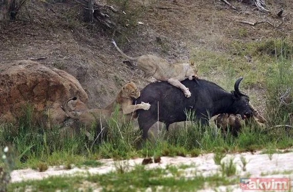 Ava giderken avlandı! Bir anda bufaloların arasında kalan aslanın zor anları (Aslan - Bufalo kavgası) - 4