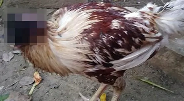 Kafası kopan tavuk 10 gündür hayatta!-2