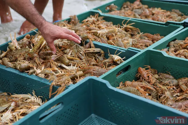 Ayda 100 bin lira kazanıyor! İşletme bitirip köyüne döndü kerevit avlayıp satıyor - 19