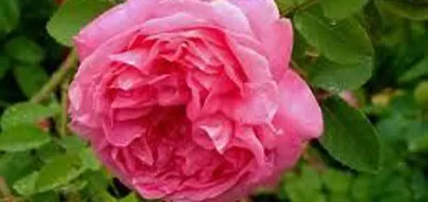 Dişler için gül yağı