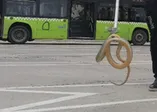 Son dakika: Halk otobüsünde yılan paniği! 2 metre uzunluğunda...