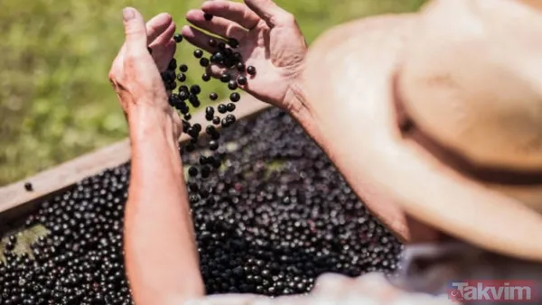 Soğuk algınlığına doğal kalkan! Günde bir avuç tüketmek grip belirtilerini hızla hafifletiyor - 10