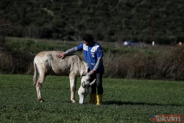 Yıllarca Mardin'de çöp topladı! 'Dost' artık emekli oldu - 2