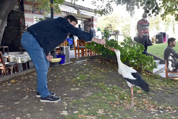 tekirdagda-suruden-ayrilan-leylege-bedesten-carsisi-esnafi-sahip-cikti-1632405047936.jpg Tekirdağ'da sürüden ayrılan leyleğe Bedesten Çarşısı esnafı sahip çıktı-2