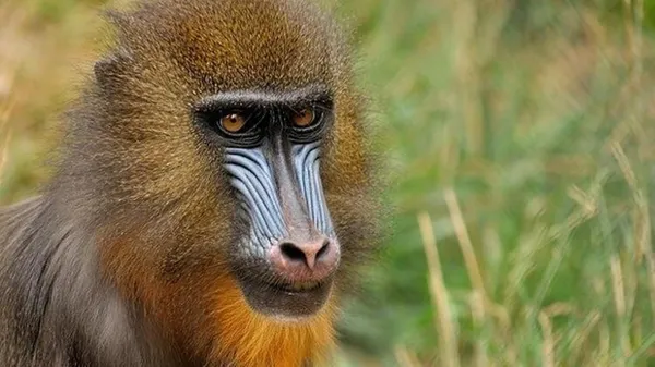 monkey-b-virusu-nedir-monkey-b-virusu-belirtileri-nelerdir-olumcul-mu-1626697164148.jpg Monkey B virüsü nedir? Monkey B virüsü belirtileri nelerdir, ölümcül mü?-3