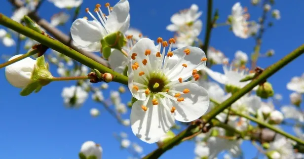 İlk cemre hangi tarihte düşecek, havalar ne zaman ısınacak? Cemre ne zaman düşer 2022? Havaya, suya, toprağa…-2