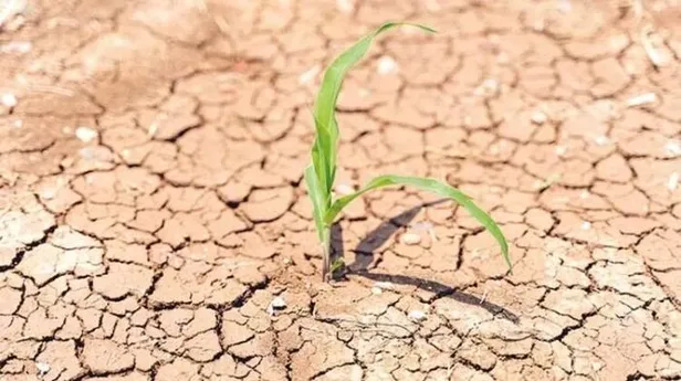 Kuraklık desteği yattı mı? Kuraklık desteği kimlere verilecek, başvuru şartları neler? Ödeme sorgulama ekranı…-2