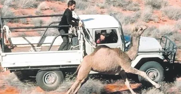 Avustralya’da keskin nişancılar develeri öldürmeye başladı!