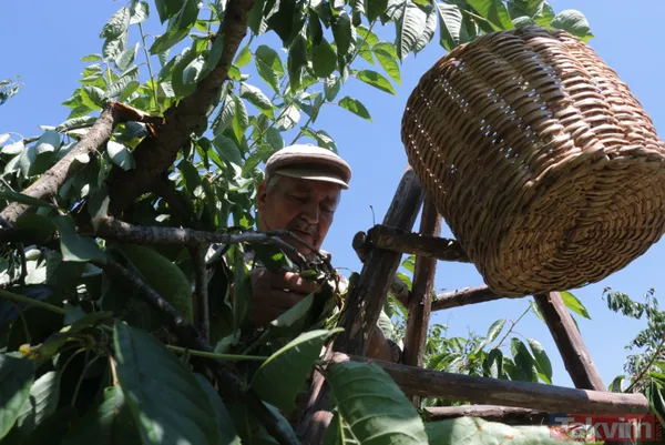 Balıkesir Bigadiç'te 650 rakımlı mahallede yetişen kirazın kilosu bahçede 2 lira pazarda 15 lira - 11