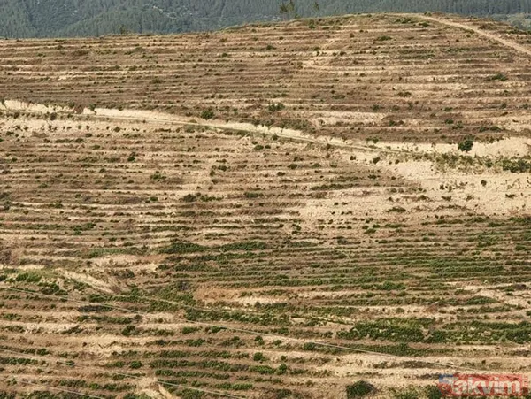 Adana Kozan'da geçtiğimiz yıl yanan 280 futbol sahası büyüklüğündeki alan 5 ay sonra yemyeşil - 8