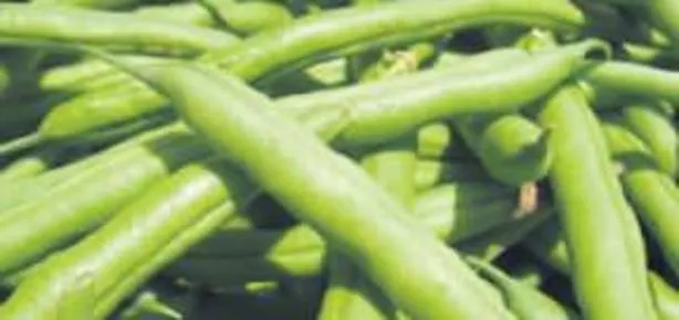 Fasulye ürik asidi düşürür