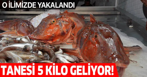 Tanesi tam 5 kilo! 500 TL'den satılıyorlar