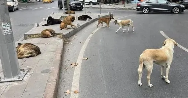 CHP şova gelince var icraatta yok! İzmir’de yalnızca 30 ilçeden 18’inde veteriner işleri müdürlüğü bulunuyor! Antibiyotik bile mevcut değil