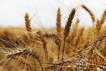 1 milyar liralık buğday vurgunu