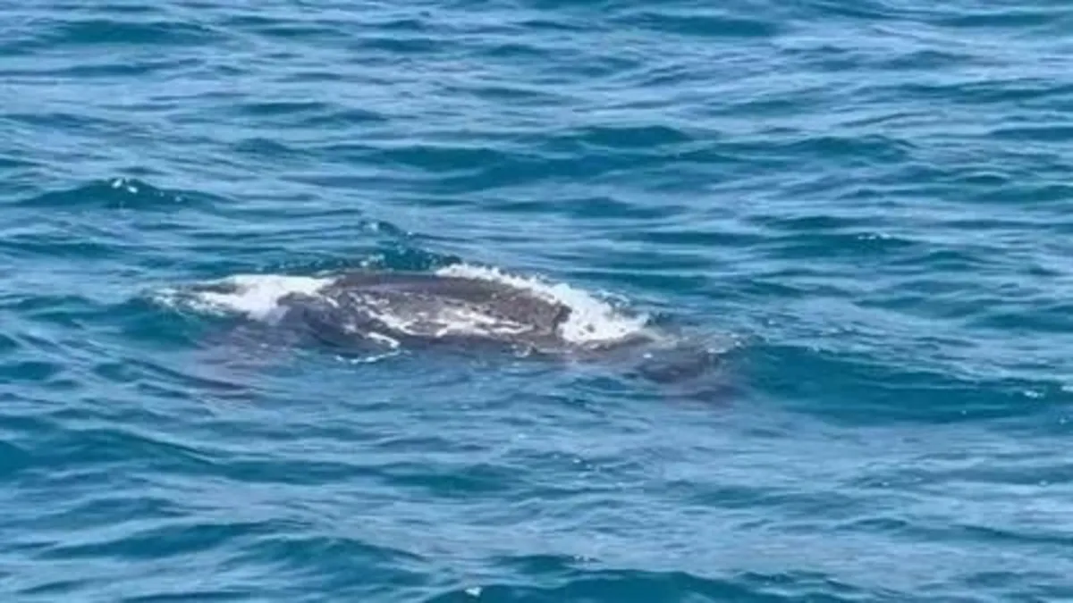 Boğaz’da deri sırtlı deniz kaplumbağası ilk kez ortaya çıktı!