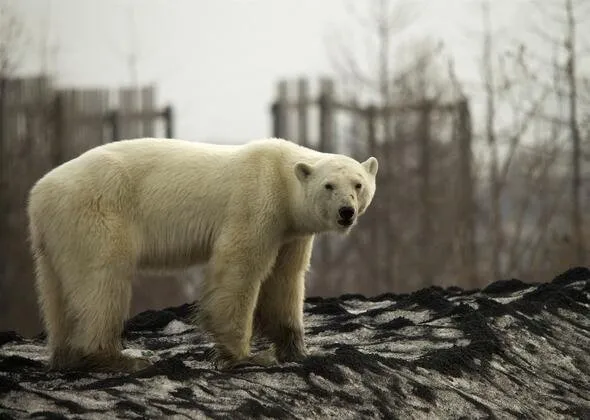Sibirya'da aç ve bitkin kutup ayısı şehre indi! 40 yıl sonra bir ilk...
