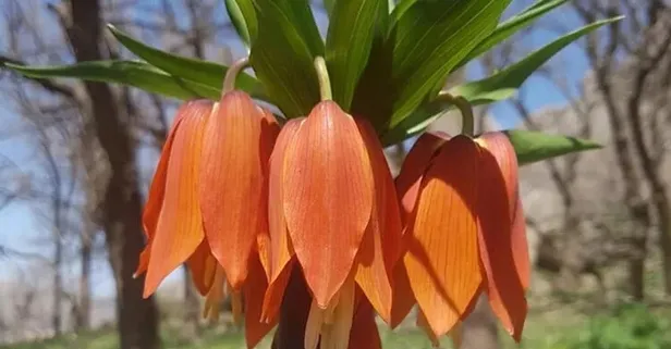 ‘Ağlayan Gelin’ olarak bilinen ters laleleri koparmanın cezası 109 bin TL