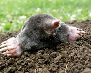 Rüyada köstebek görmek ne anlama gelir?