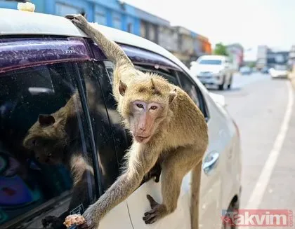 Maymun çeteleri Tayland’ı ele geçirdi: 4 çete 4 bin 500 üye! Haraç, gasp, pusu, şantaj, kavga her şey var