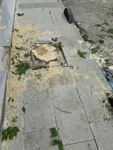 CHP'li Küçükçekmece Belediyesi meyve ağaçlarını kesti-2