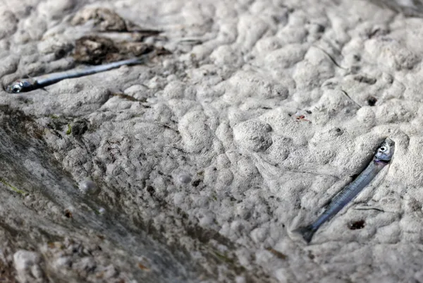 son-dakika-marmara-denizi-musilajla-deniz-salyasi-kaplandi-uzmanlar-uyardi-midye-yemeyin-felc-kalabilirsiniz-1622882646223.jpg SON DAKİKA: Marmara Denizi müsilajla (deniz salyası) kaplandı! Uzmanlar uyardı: Midye yemeyin felç kalabilirsiniz-11